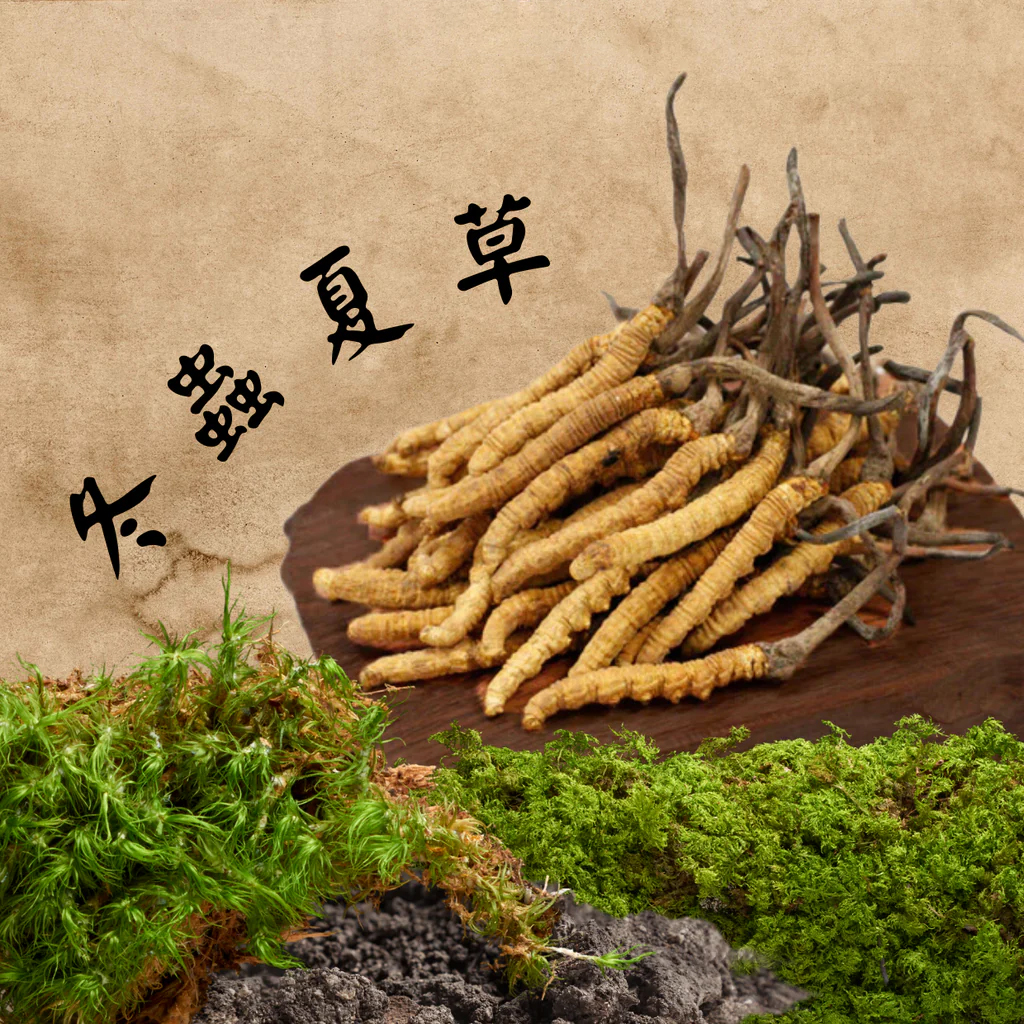 冬蟲夏草.jpg