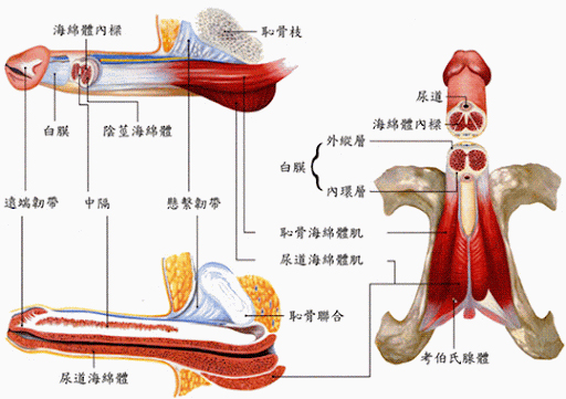 1766147134434379.jpg 5455321321.jpg